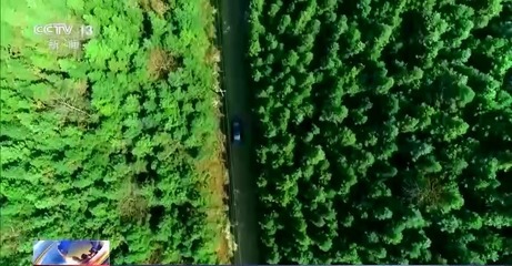 從億本林權證看中國集體林權制度改革的新里程碑——新材料產業與綠色發展的協同效應